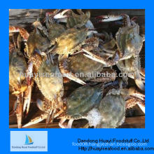 frozen crab blue swimming crab sea iqf crab